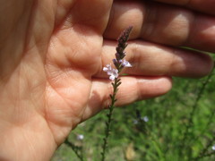Verbena officinalis