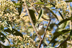 Apalis thoracica