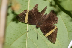 Abisara fylla