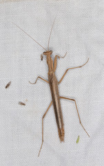 Litaneutria pacifica