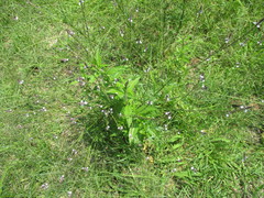 Verbena officinalis