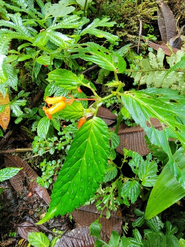 Begonia longirostris