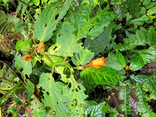 Begonia longirostris, photograph 2