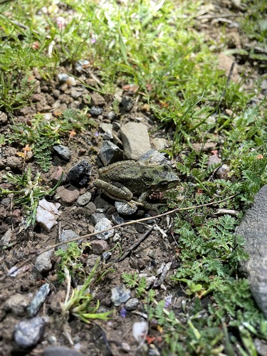 iNaturalist observation photo of Pacific chorus frog