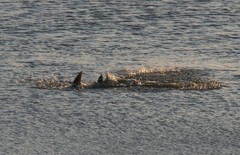 Rhynchobatus australiae