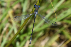 Lestes stultus