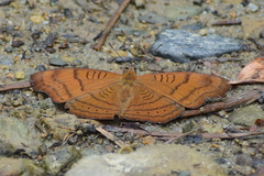 Pseudergolis wedah