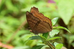 Pseudergolis wedah