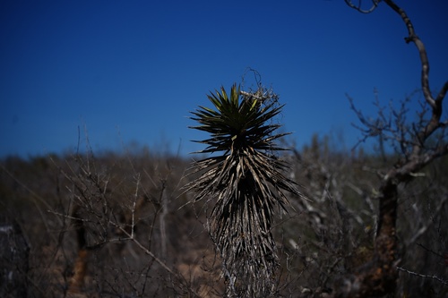Image of Yucca capensis by (c) Bill Levine, some rights reserved (CC BY)