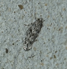 Ethmia confusella