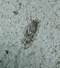 Ethmia confusella