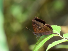 Rohana