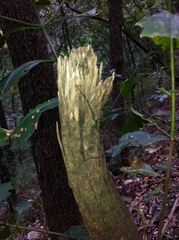 Leiobunum viridorsum