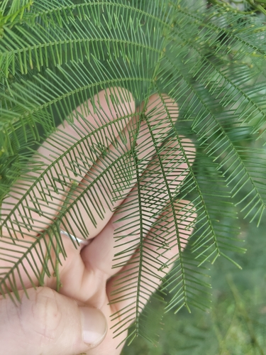 Image of Acacia decurrens by (c) Bronte-Maye, some rights reserved (CC BY)