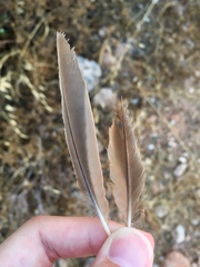 Galerida cristata meridionalis