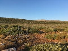 Galerida cristata meridionalis