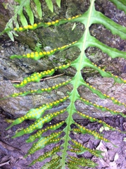 Polypodium plesiosorum