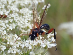 Phaenolobus terebrator
