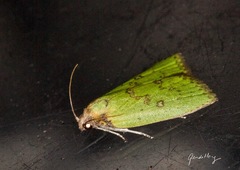 Doloessa viridis
