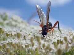 Phaenolobus terebrator