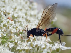 Phaenolobus terebrator
