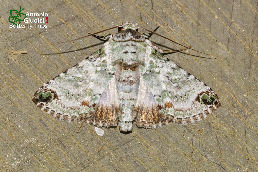 Risoba delicata
