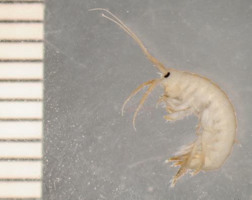 Gammarus hyalelloides