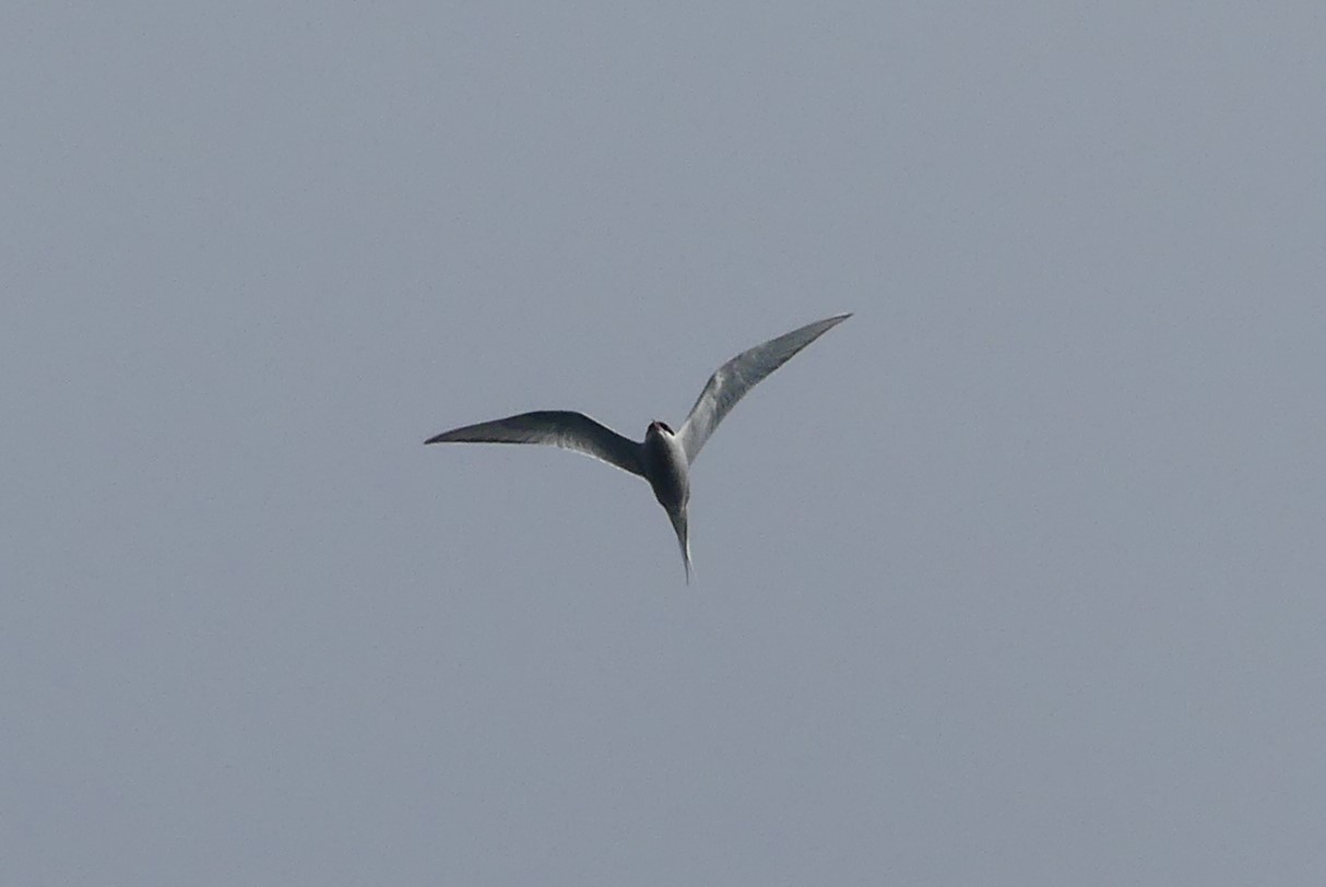 Arctic Tern