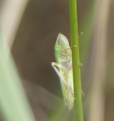 Draeculacephala angulifera