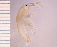 Gammarus pecos