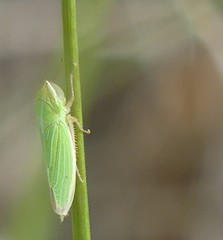 Draeculacephala angulifera