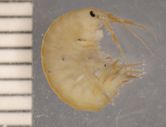 Gammarus desperatus