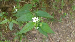 Lantana canescens