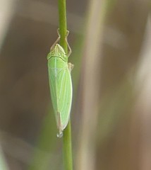 Draeculacephala angulifera