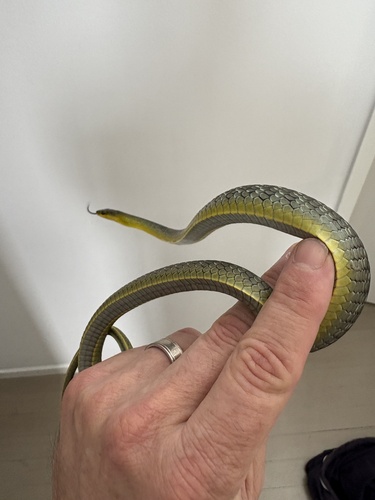 Common Tree Snake sighting