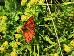 Boloria napaea