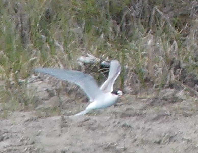 Arctic Tern