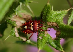 Codophila varia