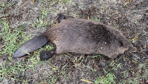 American Beaver photographed in Texas