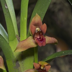 Maxillaria elatior, photograph (c) Matteo Cassella, some rights reserved (CC BY-SA)