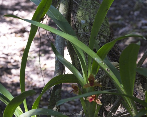 Maxillaria elatior, photograph 6