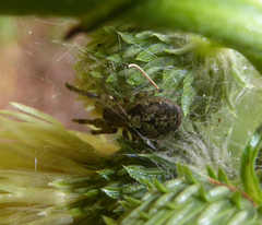 Zygiella montana