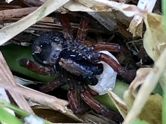 Trochosa sepulchralis