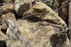 Sceloporus albiventris