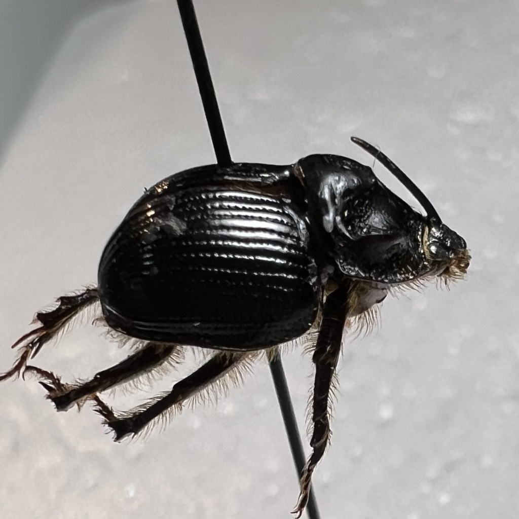 Odonteus falli