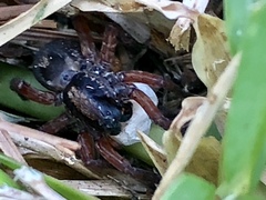 Trochosa sepulchralis