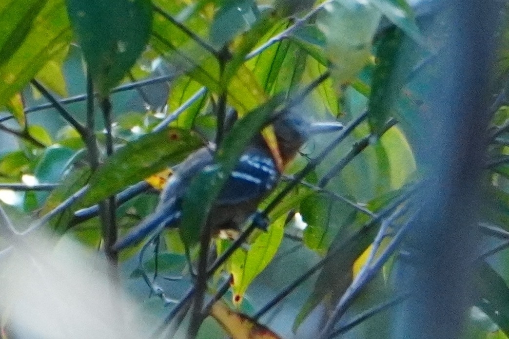 Amazonian Antshrike (Thamnophilus amazonicus), photo 4