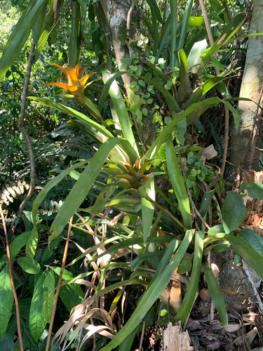 Foto de Gravatinha