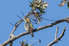 Trachyphonus vaillantii