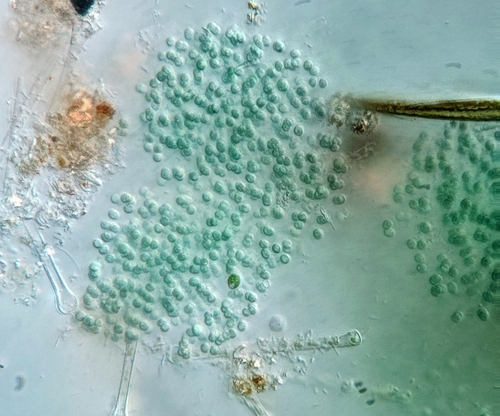 Polycystis, 2025-01-07